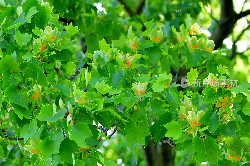 郁金香树/鹅掌郁金香/黄色流行:花